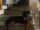10 AYLİK KAHVE VE SİYAH ORJİNAL DOBERMAN DİŞİ 