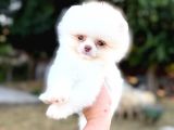 POMERRİAN BOO SEVİMLİ YAVRULAR 