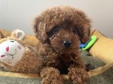 Toy Poodle House çıkışlı, Micro Boy Toy Poodle kızımız yeni ailesini arıyor