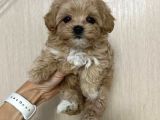 MALTİPOO CİNSİ YAVRULAR EV ÜRETİMİ 