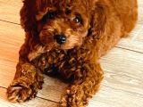 Toy Poodle House çıkışlı, Micro Boy Toy Poodle kızımız yeni ailesini arıyor