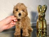 MALTİPOO CİNSİ YAVRULAR EV ÜRETİMİ 