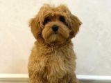 TOY POODLE SEVİMLİ YAVRULAR EV ÜRETİMİ 