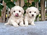 MALTESE TERRİER CİNSİ YAVRULAR 
