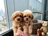 MALTİPOO CİNSİ YAVRULAR EV ÜRETİMİ 