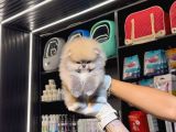 POMERRİAN BOO SEVİMLİ YAVRULAR 