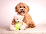 RED TOY POODLE SEVİMLİ YAVRULAR 