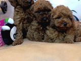 SAFKAN TOY POODLE BEBEKLERİMİZ BAKIRKÖY