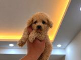 MALTİPOO CİNSİ YAVRULAR EV ÜRETİMİ 
