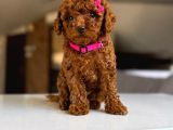 KIPKIRMIZI RED TOY POODLE SEVİMLİ YAVRULAR 
