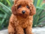 KIPKIRMIZI RED TOY POODLE SEVİMLİ YAVRULAR 