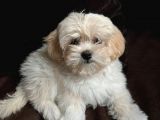 MALTESE TERRİER CİNSİ YAVRULAR 
