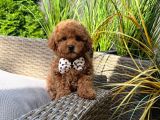 TOY POODLE SEVİMLİ YAVRULAR EV ÜRETİMİ 