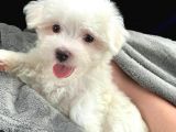 MALTESE TERRİER CİNSİ YAVRULAR 