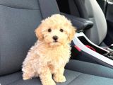 MALTİPOO CİNSİ YAVRULAR EV ÜRETİMİ 
