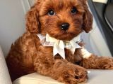 TOY POODLE SEVİMLİ YAVRULAR EV ÜRETİMİ 
