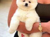 POMERRİAN BOO SEVİMLİ YAVRULAR 