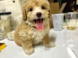 2 aylık dişi maltipoo yavru