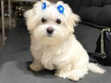 MALTESE TERRİER CİNSİ 