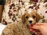 MALTİPOO CİNSİ YAVRULAR EV ÜRETİMİ 