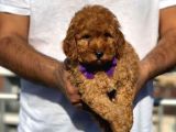 TOY POODLE SEVİMLİ YAVRULAR EV ÜRETİMİ 