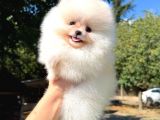 POMERRİAN BOO SEVİMLİ YAVRULAR 