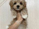 MALTİPOO CİNSİ YAVRULAR EV ÜRETİMİ 