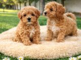 SUPER FİYATLARA GERÇEK MALTİPOO YAVRULAR 