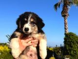 SUPER KALİTE SİYAH VE BLACK AND TAN YAVRULAR 