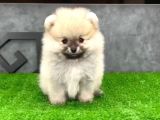 POMERRİAN BOO SEVİMLİ YAVRULAR 