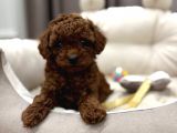 TOY POODLE SEVİMLİ YAVRULAR EV ÜRETİMİ 