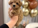 TOY POODLE SEVİMLİ YAVRULAR EV ÜRETİMİ 