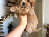 MALTİPOO CİNSİ YAVRULAR EV ÜRETİMİ 