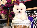 POMERRİAN BOO SEVİMLİ YAVRULAR 