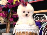 POMERRİAN BOO SEVİMLİ YAVRULAR 