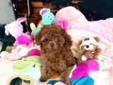 TOY POODLE SEVİMLİ YAVRULAR EV ÜRETİMİ 