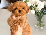 MALTİPOO CİNSİ YAVRULAR EV ÜRETİMİ 
