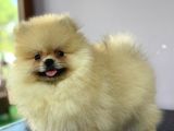 POMERRİAN BOO SEVİMLİ YAVRULAR 
