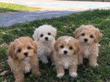 Güzeller güzeli maltipoo bebekler