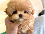 MAYA KIZIMIZIN MÜKEMMEL YAVRUSU TOY POODLE 