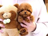GERCEK TOY POODLE BEBEKLERİM 