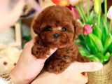 12 SENELİK TECRÜBE İLE IRK GARANTİLİ TOY POODLE 