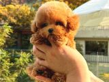 EN UYGUN BÜTÇELİ TOY POODLE BEBEKLERİM