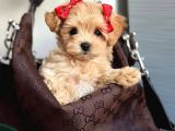 MALTİPOO CİNSİ YAVRULAR EV ÜRETİMİ 