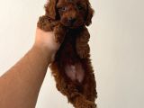 RED TOY POODLE SEVİMLİ YAVRULAR 