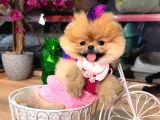 POMERRİAN BOO SEVİMLİ YAVRULAR 