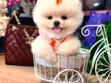 POMERRİAN BOO SEVİMLİ YAVRULAR 