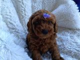 TOY POODLE SEVİMLİ YAVRULAR EV ÜRETİMİ 