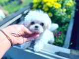 MALTESE TERRİER CİNSİ YAVRULAR 