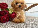 MALTİPOO CİNSİ YAVRULAR EV ÜRETİMİ 